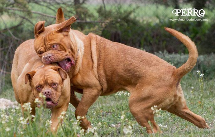 elmundodelperro's tweet photo. Nunca meteremos las manos entre ellos, menos aún si los perros están sin collares, ya que en el entusiasmo de la batalla todo es carne y podemos recibir un mordisco de cualquiera de los dos contendientes. https://t.co/4DYm1dc2Jz