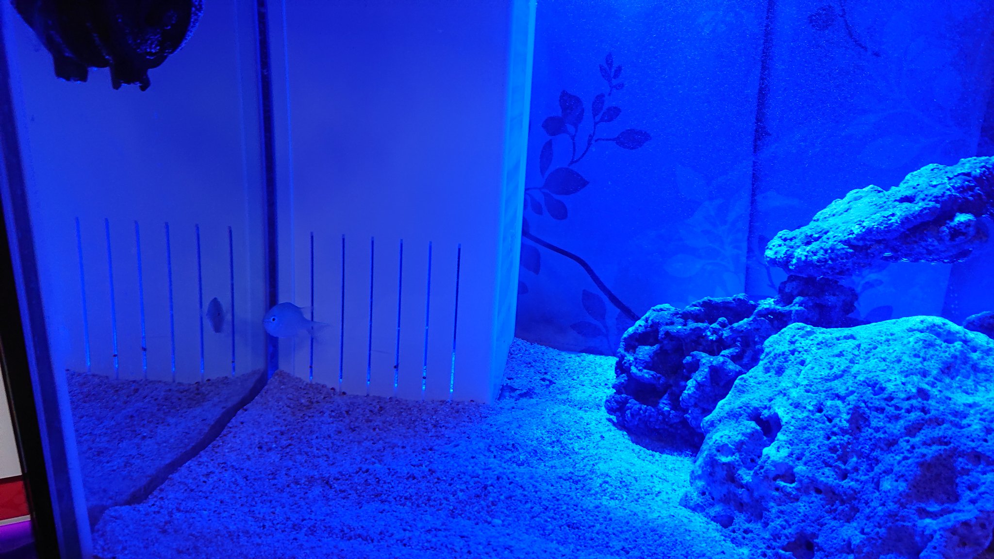 海水魚水槽立ち上げ Twitter Search Twitter
