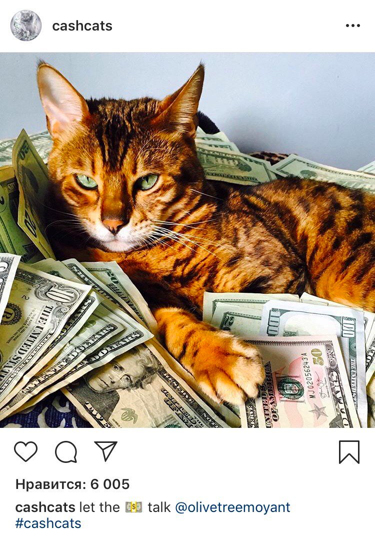hypometr's tweet photo. Можно бесконечно смотреть на три вещи:

1)Как течет вода
2)Как горит огонь
3)На аккаунт, посвященный котикам и денюжкам

Instagram: cashcats https://t.co/Wr5mE6RJr8