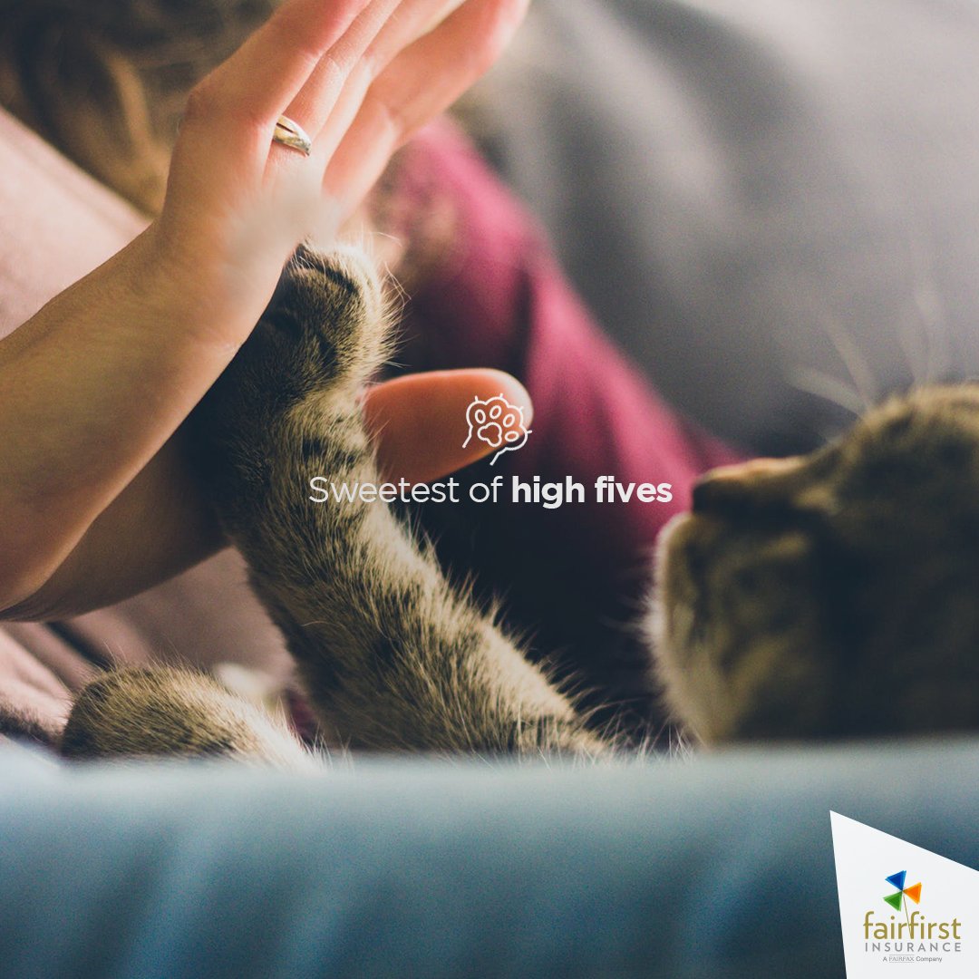 fairfirst_sl's tweet photo. Pawtect your fur babies with the best care plan in the country. Now you can spend more time playing with your best friend and less time worrying about the financial distress of vet bills.
#Fairfirst #PetInsurance #SwitchToFairfirst #MakeTheSwitch https://t.co/gMWiUifP49