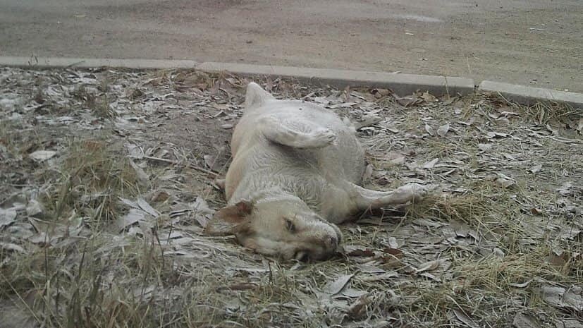 taal_animals's tweet photo. PLEASE HELP THE ANIMALS LEFT IN TAAL!

Bago pa ulit umabot sa Alert Level 5 ang pagsabog ng bulkang taal, nais ko lang ipaalam na marami pang mga hayop ang naiiwan malapit sa bulkan.Hindi mailikas ang mga hayop na ito dahil sa kakulangan ng mga rescue boats palayo sa isla+ #Taal https://t.co/xzreViY3gN