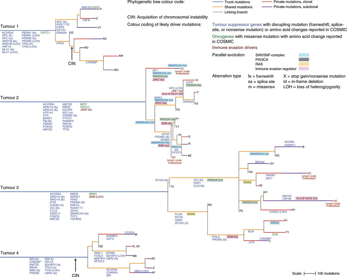 MarcoGerlinger's tweet photo. Extreme heterogeneity, large trunks and parallel evolution in MSI gastric cancer. Our study in @NatureComms  https://t.co/INefeLtlno Together with high immunotherapy sensitivity, suggests that mutational heterogeneity does not deterr immune recognition when trunks are large https://t.co/Bz54JJm6N4