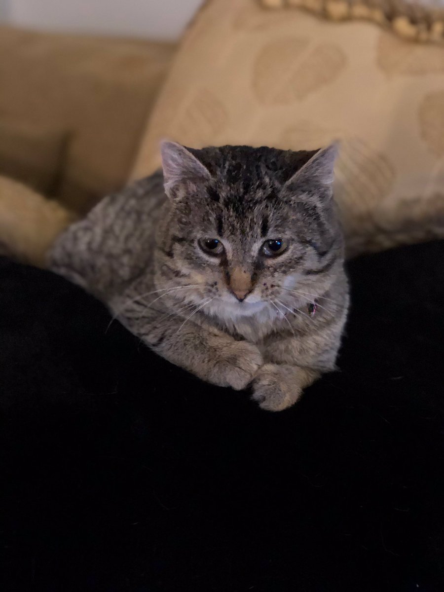 allicakes_'s tweet photo. Update: I may have been being slightly dramatic.....he does love me!!! Meet the newest member of our fam. #Gato https://t.co/yxoDnE5mpS