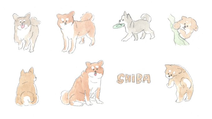SHIBA 