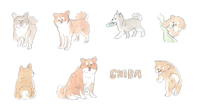 SHIBA 