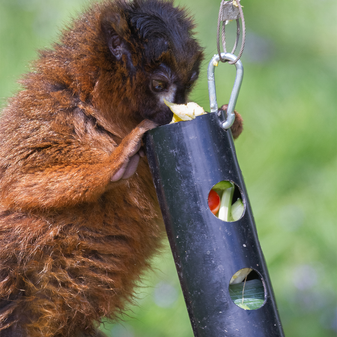 “Now that’s what I call a salad!”
 
One of the key aspects to keeping our animals happy and healthy is ensuring that they receive a balanced diet. First up on the menu for our Red bellied Lemurs – a fresh salad! 🥗😋  

#salad #redbelliedlemurs #balanceddiet #animals #wildlife