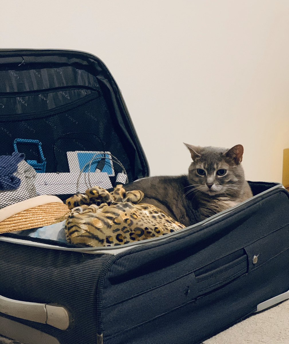 dorinamorelli's tweet photo. Happy travels says Spooky. You’re not going without me! #CatsOfTwitter #cats #puss #pets https://t.co/RnG0hM0Pon