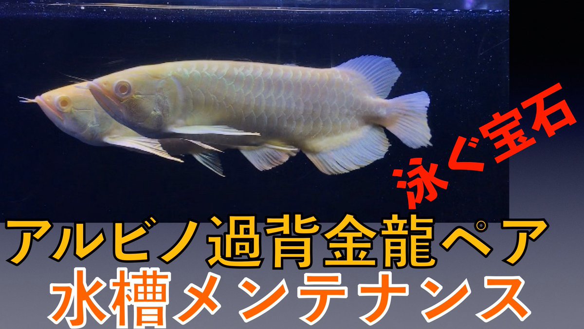 アクアリウムプロショップピンポイント アルビノ過背金龍ペアの 水槽メンテナンス動画を Youtubeにupしました 換水 注水の早送り部分で ペアがどう動いてるか 良くわかる動画になりました T Co Bv4fwuuamh Albinoasianarowana アルビノアジア