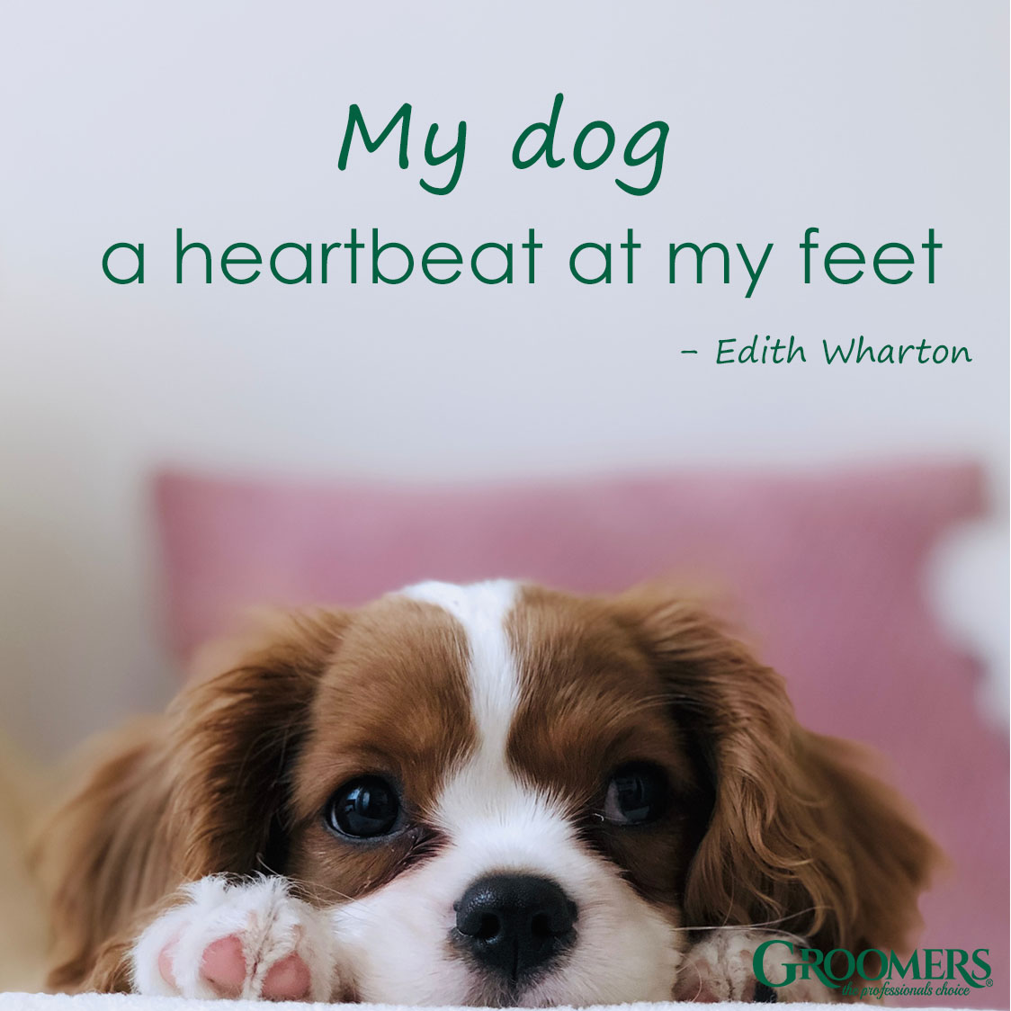 It's sooo true! 😍 🐾
Share if you agree. 

#Groomersonline #groominguk #groomerslife #groomers #thoughtfulthursdays #quotes #dogquotes #lovegrooming #doggrooming #groomersuk #ukdogs #groomingsupplies