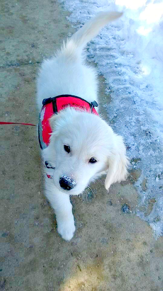 Fluffy white puppy with snow on his nose wearing a red service dog vest is walking along a sidewalk all confident. There is snow on the ground. 