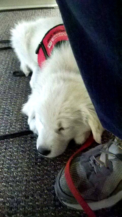 White fluffy puppy wearing a service dog vest is lying at a persons feet. You can only see their tennis shoe. The puppy is asleep. 