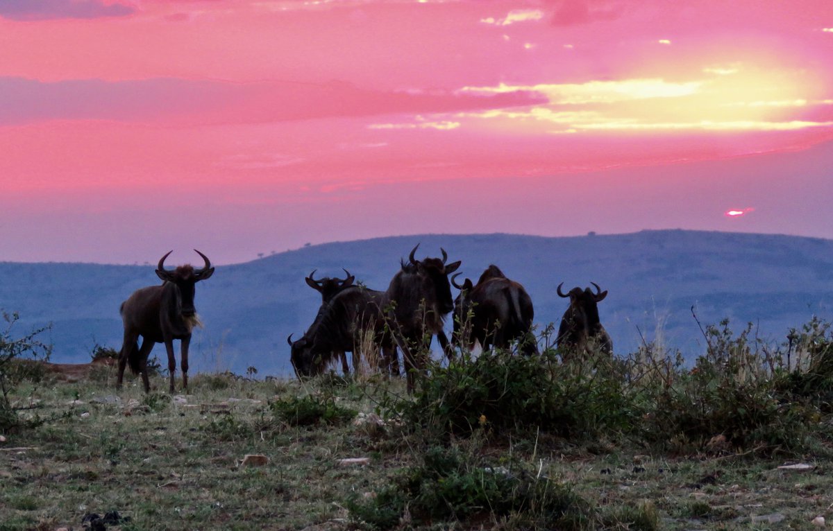 scckenya's tweet photo. Wildebeasts at sunset in the Maasai Mara #Wildebeasts #Sunset #Safari #TravelKenya https://t.co/CrjdSeiXv8 https://t.co/qJiTim7Q3h