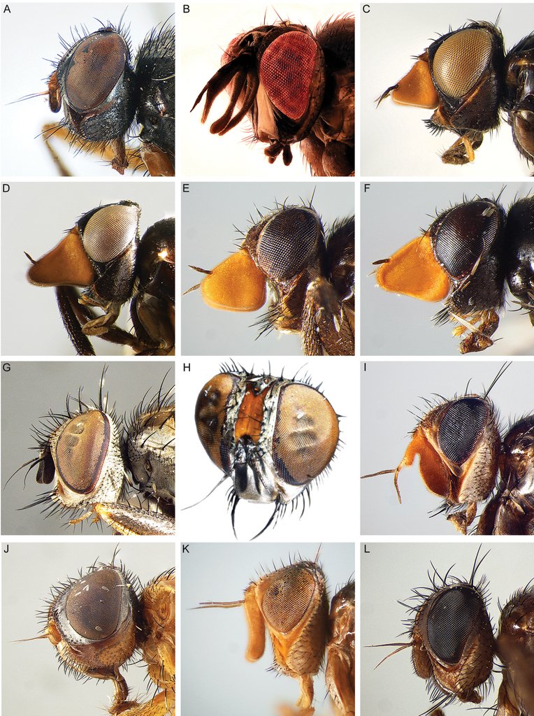 As the only insect parasitoids of woodlice, Rhinophoridae have evolved in splendid isolation.