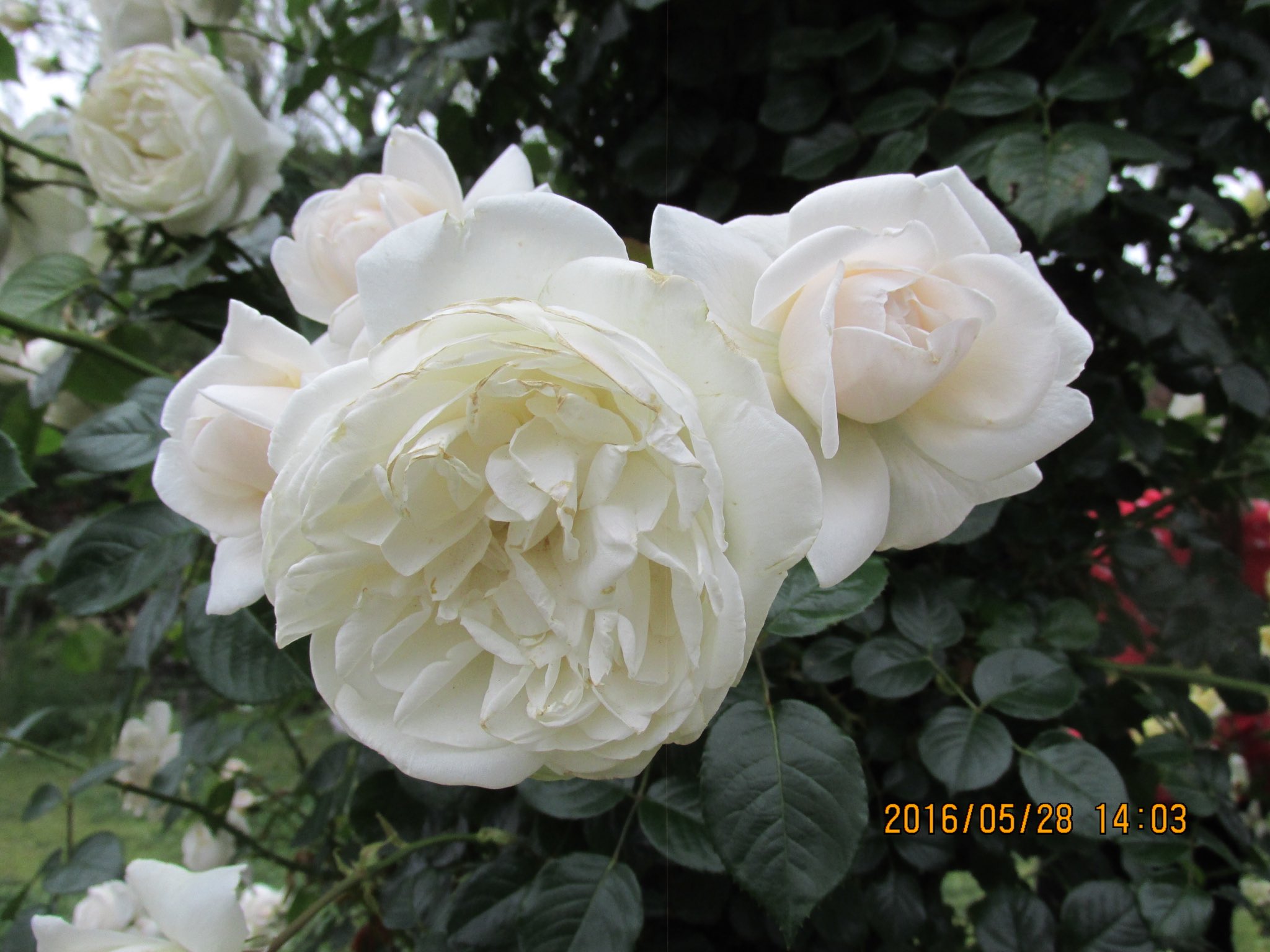 ぴあり على تويتر 京成バラ園で撮影したサマーメモリーズ 純白のバラが綺麗です 京成バラ園 バラ園 バラ 薔薇 花 植物 八千代緑が丘 千葉