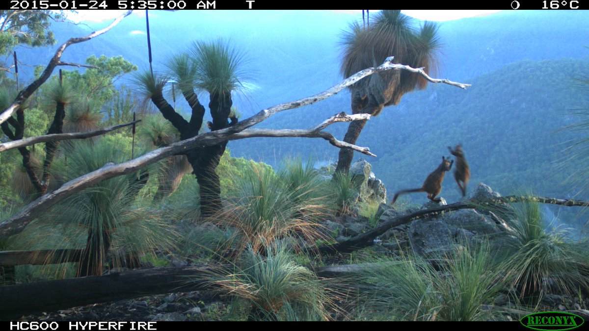 5 years ago today one of our #rockwallaby camera traps snapped this image of 2 animals fighting above a cliff in Oxley Wild Rivers NP. We're still monitoring this colony but it looks very different post- #bushfire #savingourspecies