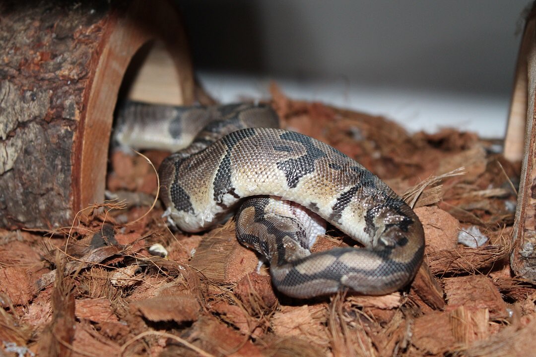 regiadesigns's tweet image. Freddy is shedding again! It’s only been a month since the last time he shedded 🥰
#ballpython #ballpythonsoftwitter #youtube