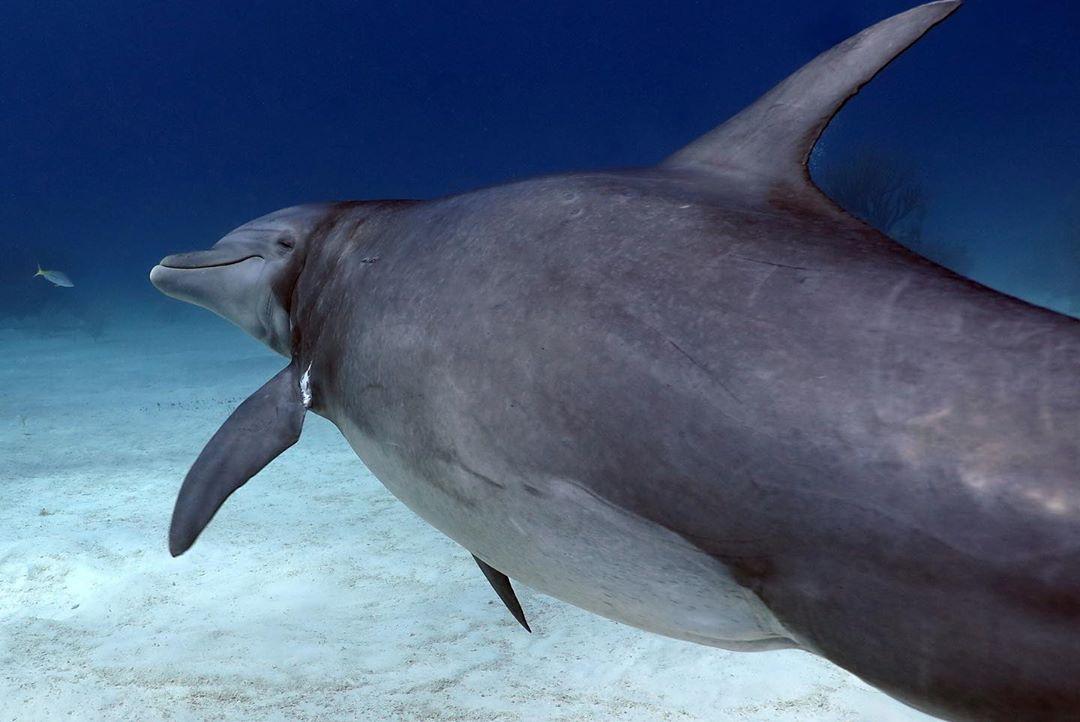 PADI's tweet photo. This dolphin sure does know all its camera angles 😂 Tag someone who also loves the camera this much! 📷: IG user michaels_bubbles in the Bahamas https://t.co/4mHcNyOaAv