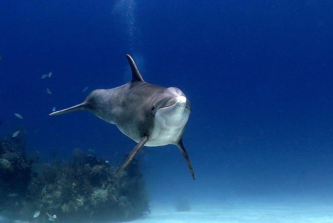 PADI's tweet photo. This dolphin sure does know all its camera angles 😂 Tag someone who also loves the camera this much! 📷: IG user michaels_bubbles in the Bahamas https://t.co/4mHcNyOaAv