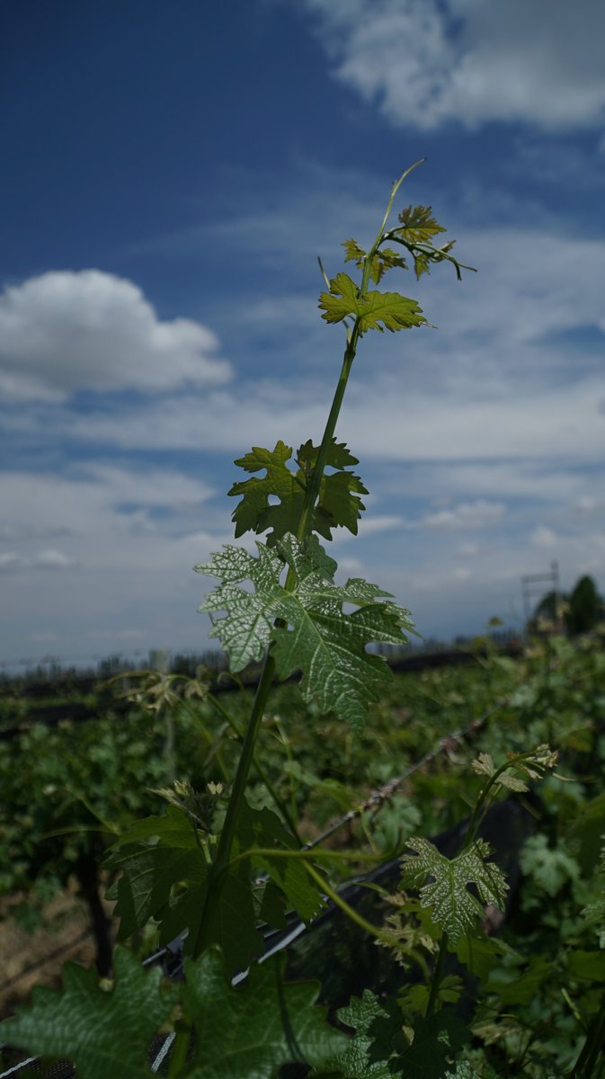 altosurwines's tweet photo. Un poco más alto
#altosur
.
.
.
#vines #viñedos #sustentable #sustainable #vinosdealtura #sommlife #vino #ecolife
##wine #vin #vinho #gualtallary #valledeuco #mendoza #argentina https://t.co/f14eH701Me