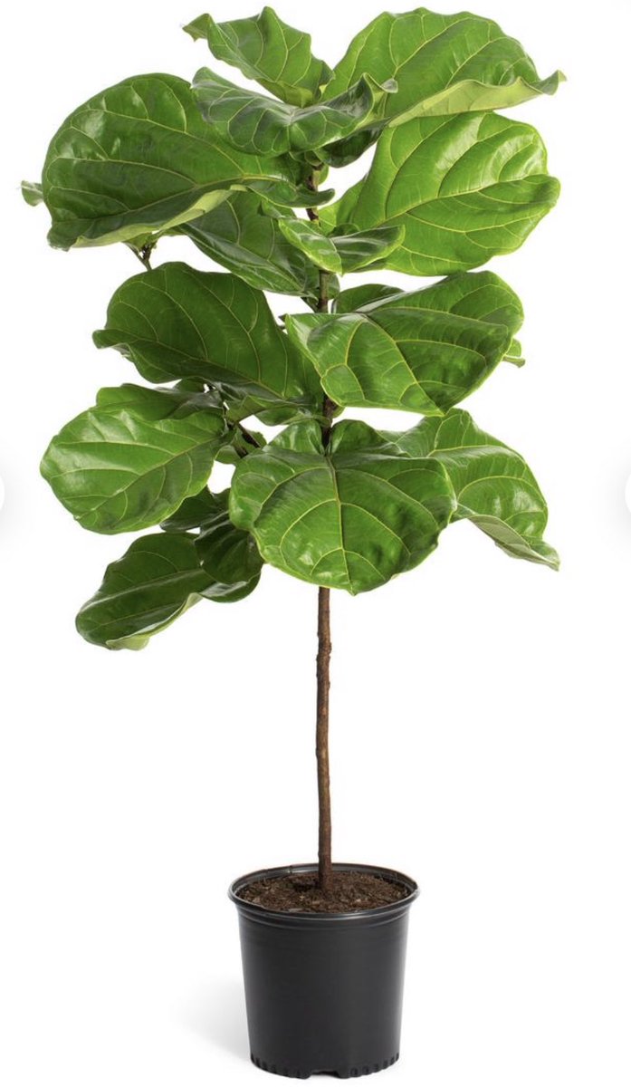 CarlocoBarragan's tweet photo. FYI to all my plant lovers!!! Cosco City of commerce has these bad boys for 30$! They regularly go for 100$ at most nursery’s. Better hurry though because people are swooping #FiddleLeafFigTree https://t.co/LomFjarLo1