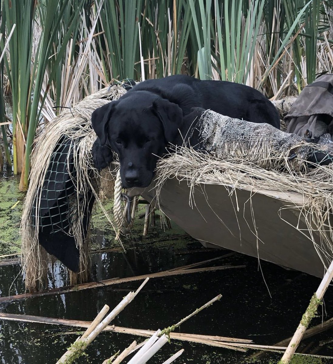 Paramount_Gear's tweet photo. It’s only 222 days until we turn this frown upside down with the start of duck season.

#ehgflywayseries #waterfowldawgs #labsrock #happypups #ducksdown https://t.co/AaBiu4Esuw