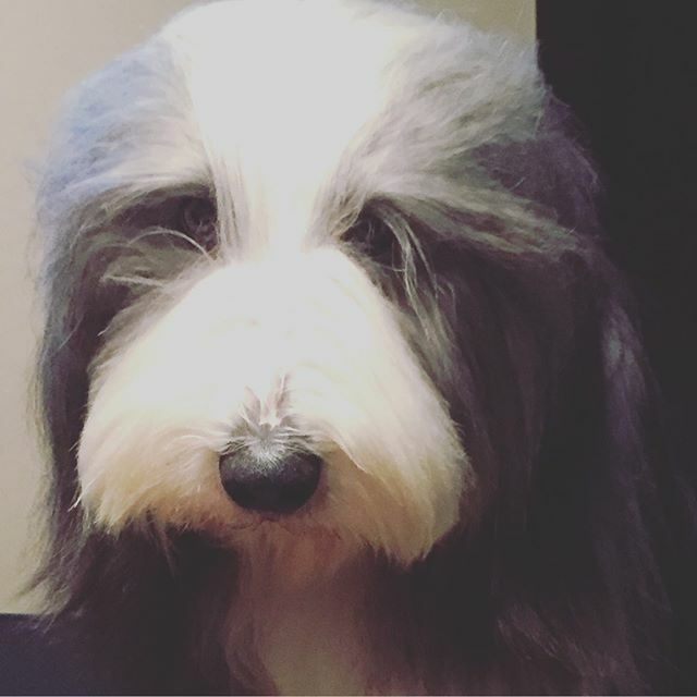 Dreamdog tweet media