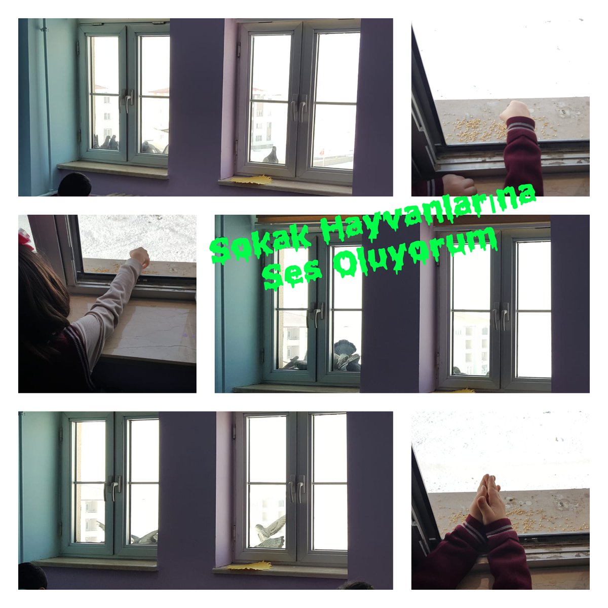 AgrEyyubi's tweet photo. Öğrencilerimizin ''Sokak Hayvanlarına Ses Oluyorum'' eTwinning Projesi Eba Haber'de
@agrimem @agriarge 

https://t.co/bkAyz8DSAc https://t.co/SFwkf7D20o