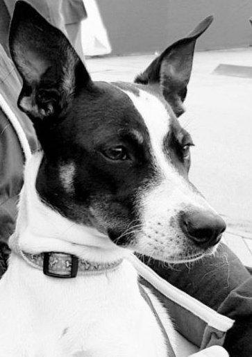 SteveCameron tweet media