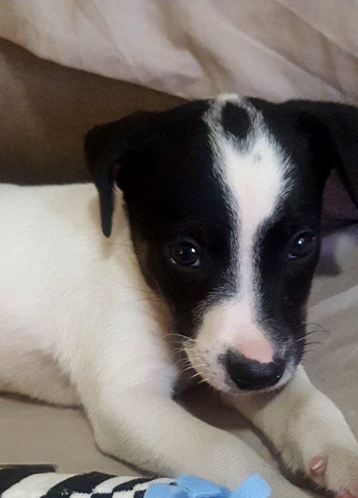 SteveCameron tweet media