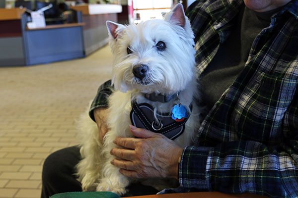 Amy, a West Highland White Terrier, will serve as the reference genome for her breed through research supported by the Companion Animal Fund.