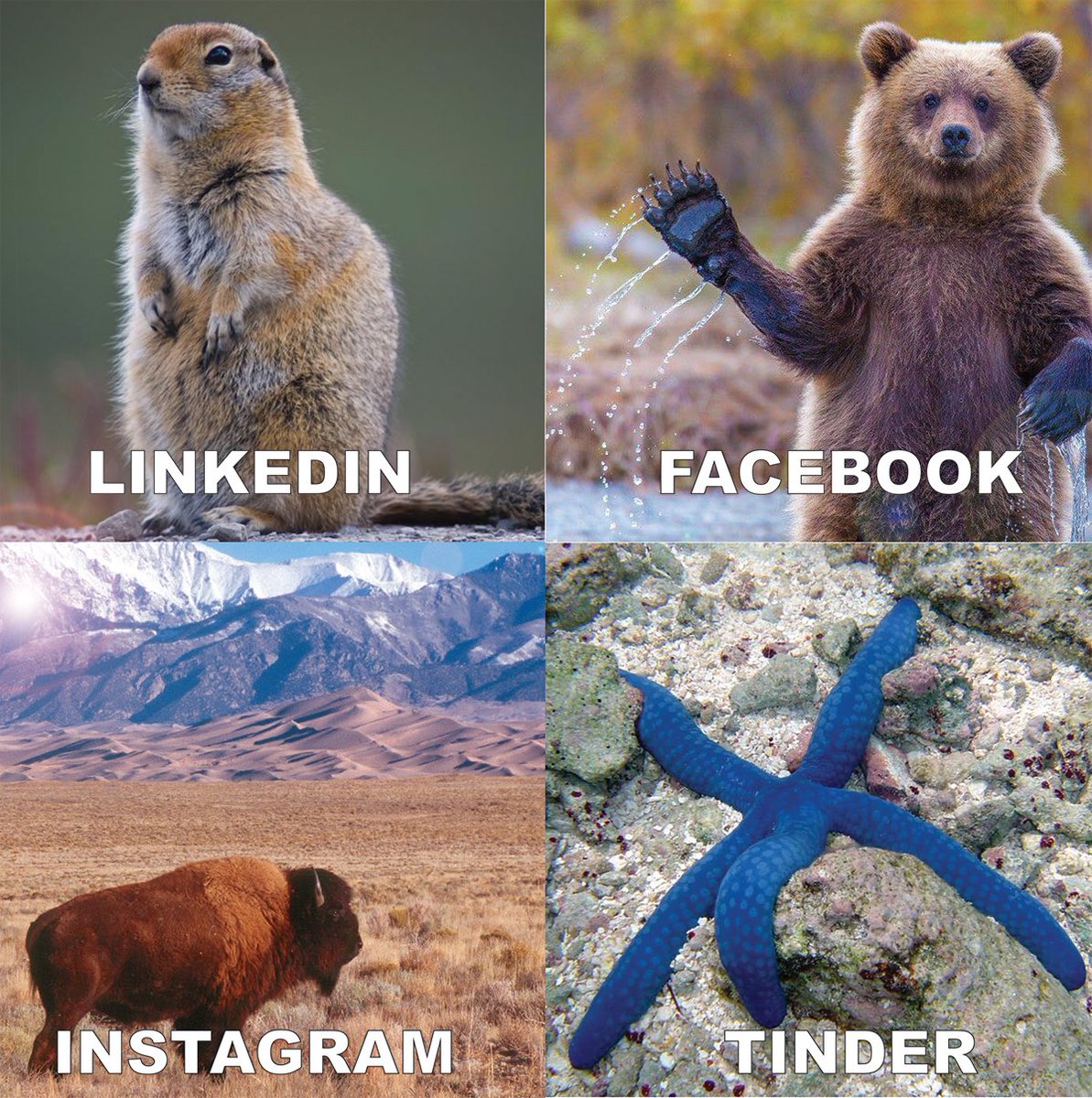 Four pictures of a squirrel, bear waving, bison, and reclining sea star.