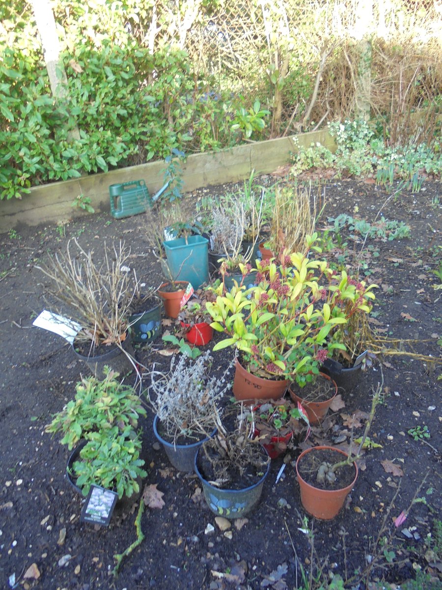 TheHillPrimSch's tweet photo. Thanks to PATHS and Caversham Bridge Garden Centre for our wonderful planters and donations for the KS2 playground. The Gardening Club are looking forward to getting their hands dirty with them. https://t.co/WKThrVW7B9