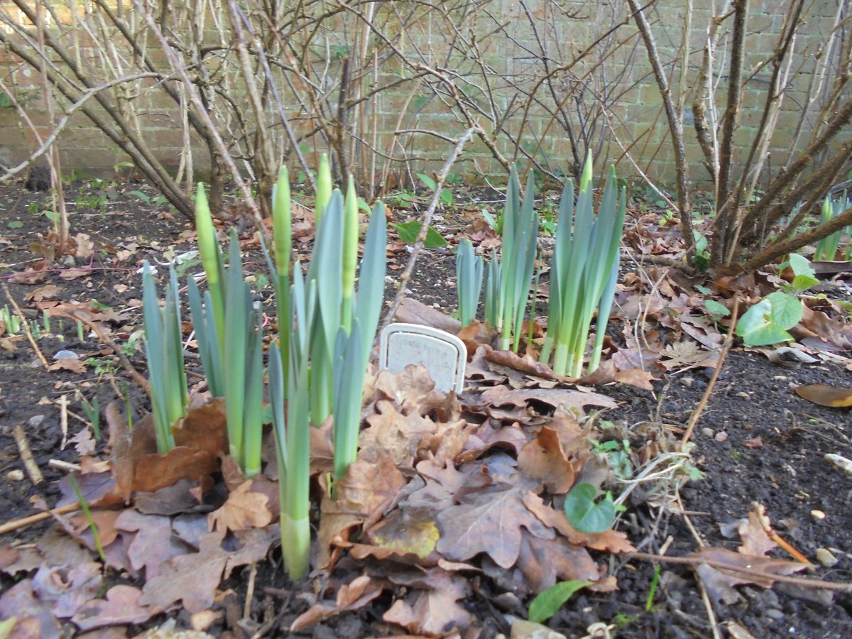 TheHillPrimSch's tweet photo. Thanks to PATHS and Caversham Bridge Garden Centre for our wonderful planters and donations for the KS2 playground. The Gardening Club are looking forward to getting their hands dirty with them. https://t.co/WKThrVW7B9