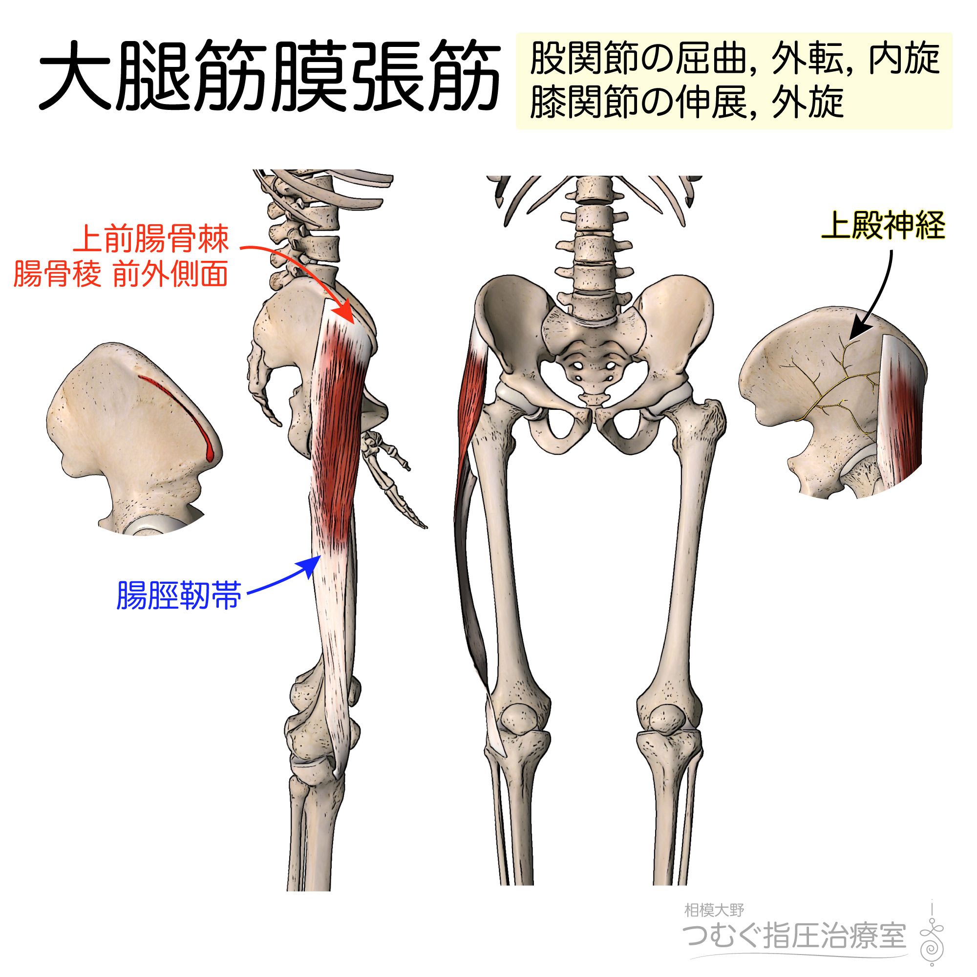 かずひろ先生 なるほど解剖学 Twitterissa 筋シリーズ 大腿筋膜張筋 なかなか魅力的な名前の筋肉さんです 作用は 股関節の屈曲 外転 内旋 膝関節の伸展 外旋 とありますが 歩行時において 運動 に作用するよりか 制御 に作用します 腸脛靭帯と筋膜に かずひろ先生 なるほど解剖学 Twitterissa 筋シリーズ 大腿筋膜張筋 なかなか魅力的な名前の筋肉さんです 作用は 股関節の屈曲 外転 内旋 膝関節の伸展 外旋 とありますが 歩行時において 運動 に作用するよりか 制御 に作用します 腸脛靭帯と筋膜に