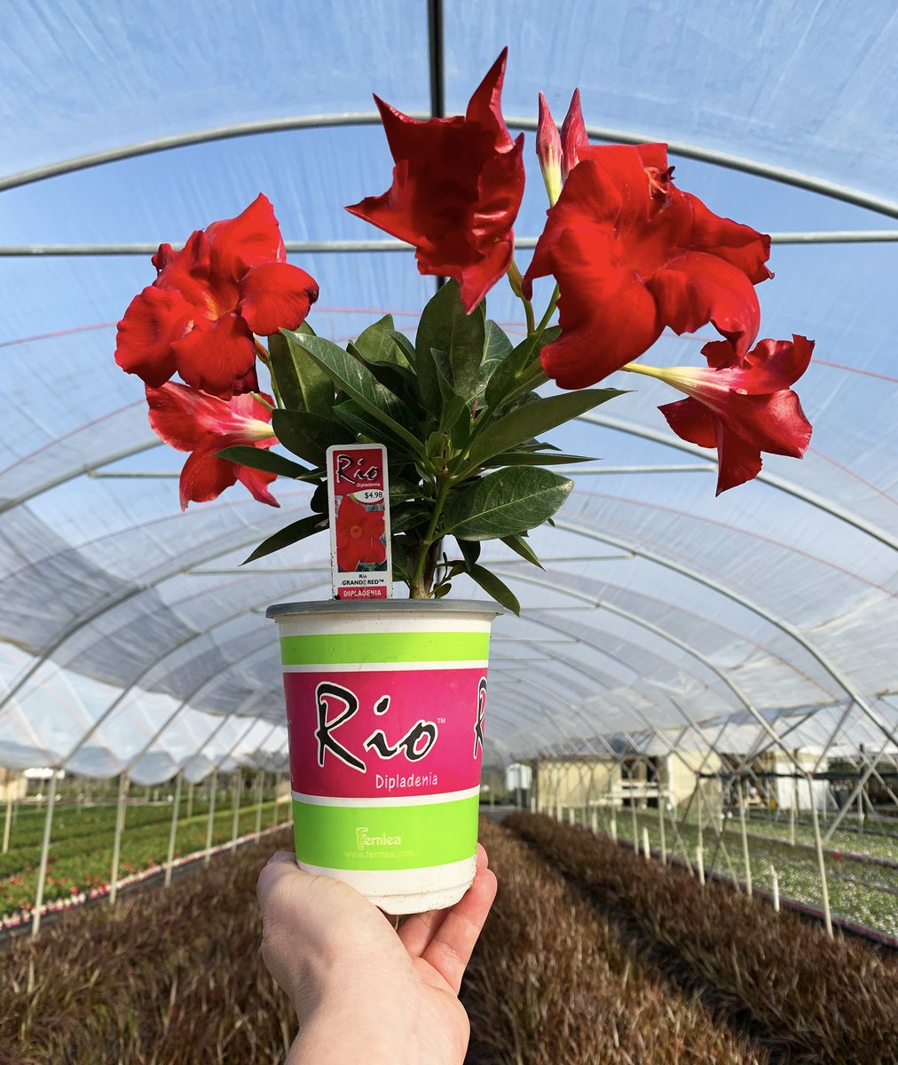 RioDipladenia's tweet photo. Our Rio quarts getting ready in Florida! #riodipladenia #riosinthegreenhouse #fernlea https://t.co/SUft3iAK1z