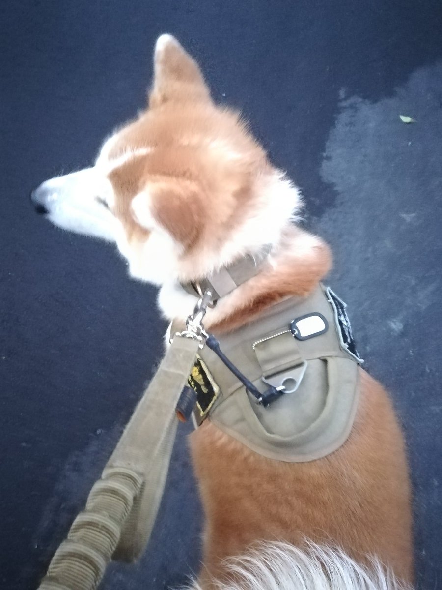 ムタさん シバーギー トトさん 猫 Kuromaru Owner さんのプレゼント企画で当選したリードが届きました 早速首輪とハーネスにつけて雨のやんでいる間に散歩へ 思っていた以上に手に馴染んでリードでのコミュニケーションも取りやすく 首輪とハーネス