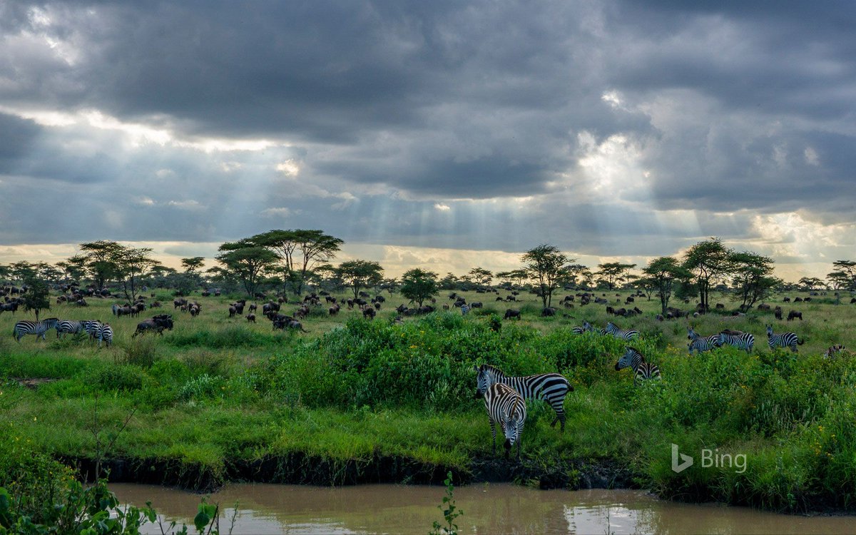 The Serengeti is nearing the height of the wildebeest calving season, where thousands of calves are born every day. By the time they start their trek north, these youngsters will be strong and ready.