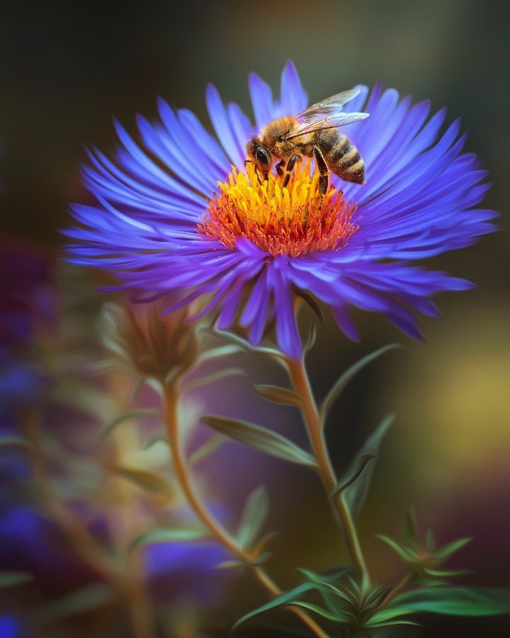 BeesImmortal's tweet image. 🌸 Even though a honey bee's brain is about the size of a sesame seed, it can learn and remember new things, such as how far it has travelled and how effectively it has foraged. 🐝 #ImmortalBees #Bees #SaveTheBees
—
📷: @digitaldreams.sk