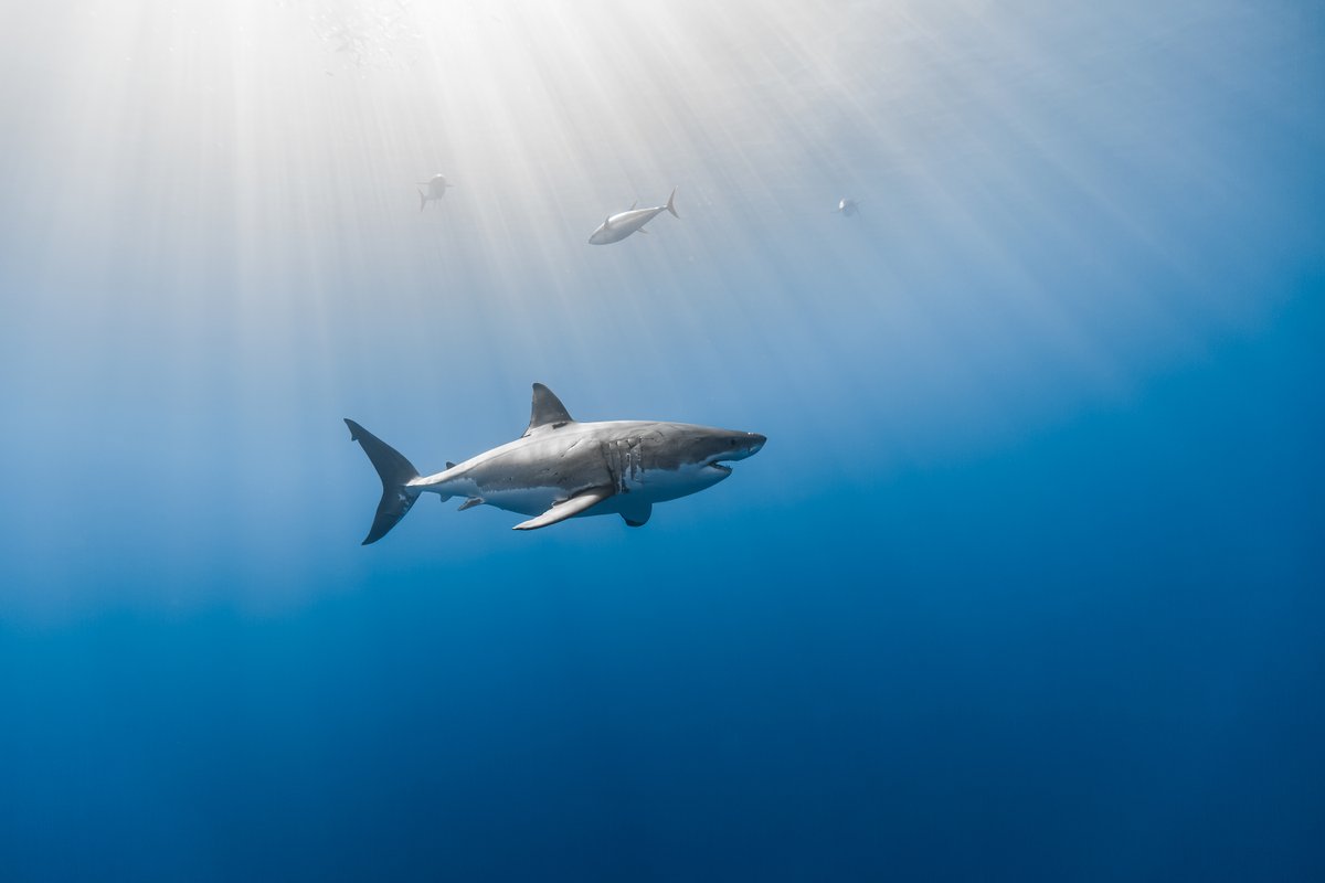 Three yellowfin tuna swim above Nicole, a female great white shark.
