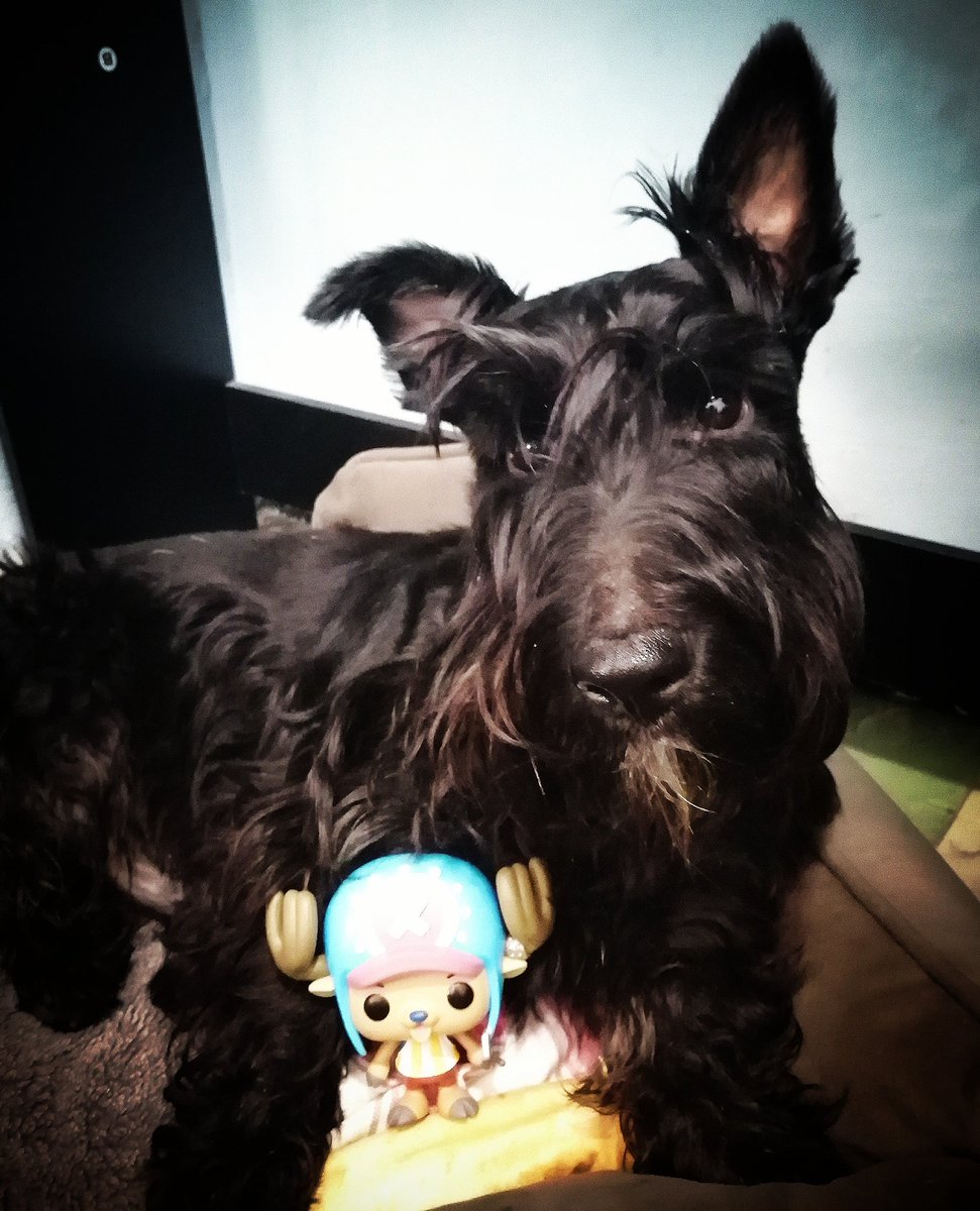 f3r_anaya's tweet image. Chopper &amp;amp; #tonytonychopper
#funkop #OnePiece 🐾🏴‍☠️
instagram.com/p/B7q_NSHnf-c/…