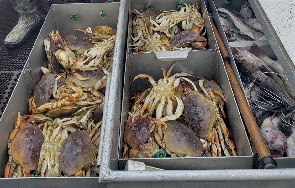Dungeness crabs on a fishing boat