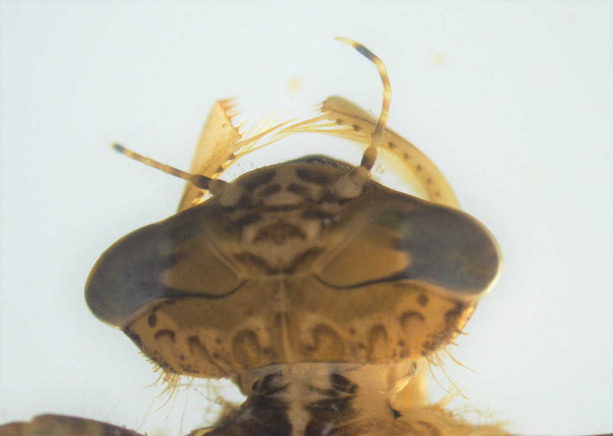 GVSU_AWRI's tweet photo. Snowy days are a perfect time for specimen ID on the microscope! The #RuetzLab shared these photos of preserved aquatic insects used as indicators of ecosystem health for the Great Lakes Coastal Wetland Monitoring Program. Learn more at https://t.co/jtg9fVl93m. https://t.co/sbF2Dj3e6C