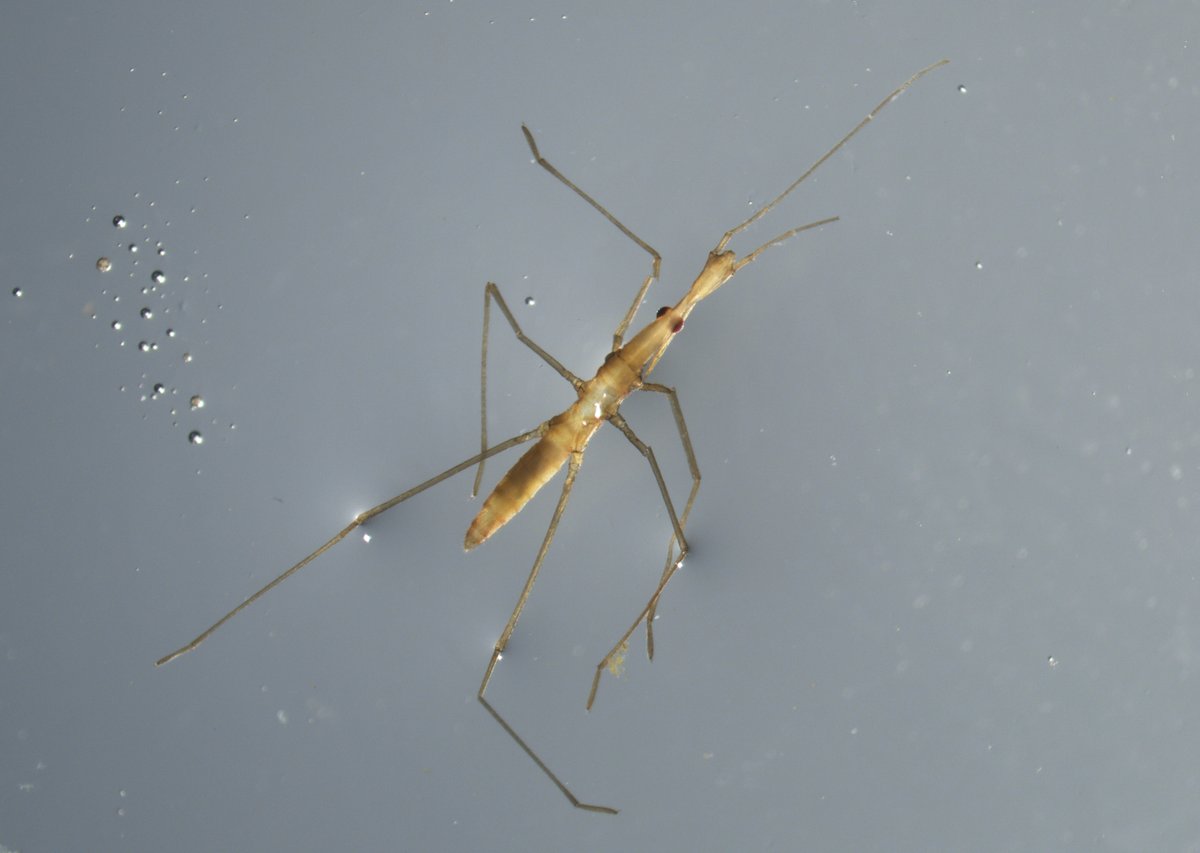GVSU_AWRI's tweet photo. Snowy days are a perfect time for specimen ID on the microscope! The #RuetzLab shared these photos of preserved aquatic insects used as indicators of ecosystem health for the Great Lakes Coastal Wetland Monitoring Program. Learn more at https://t.co/jtg9fVl93m. https://t.co/sbF2Dj3e6C