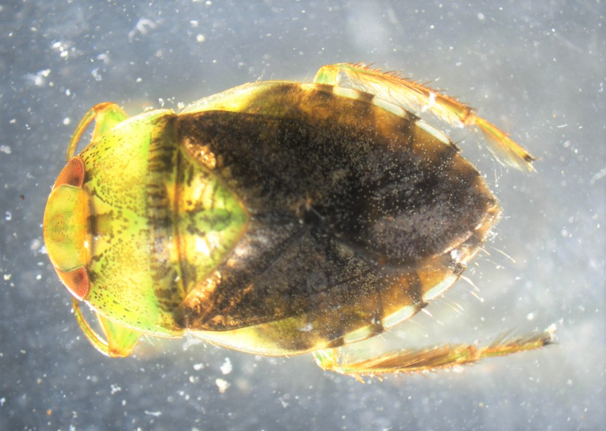 GVSU_AWRI's tweet photo. Snowy days are a perfect time for specimen ID on the microscope! The #RuetzLab shared these photos of preserved aquatic insects used as indicators of ecosystem health for the Great Lakes Coastal Wetland Monitoring Program. Learn more at https://t.co/jtg9fVl93m. https://t.co/sbF2Dj3e6C