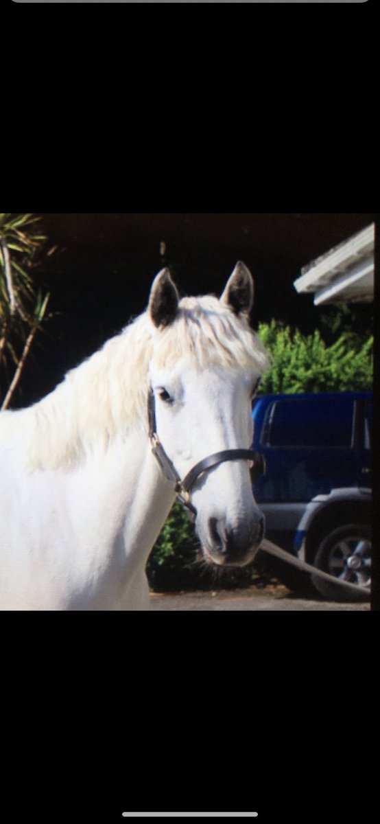 Isabel Kingston tweet media