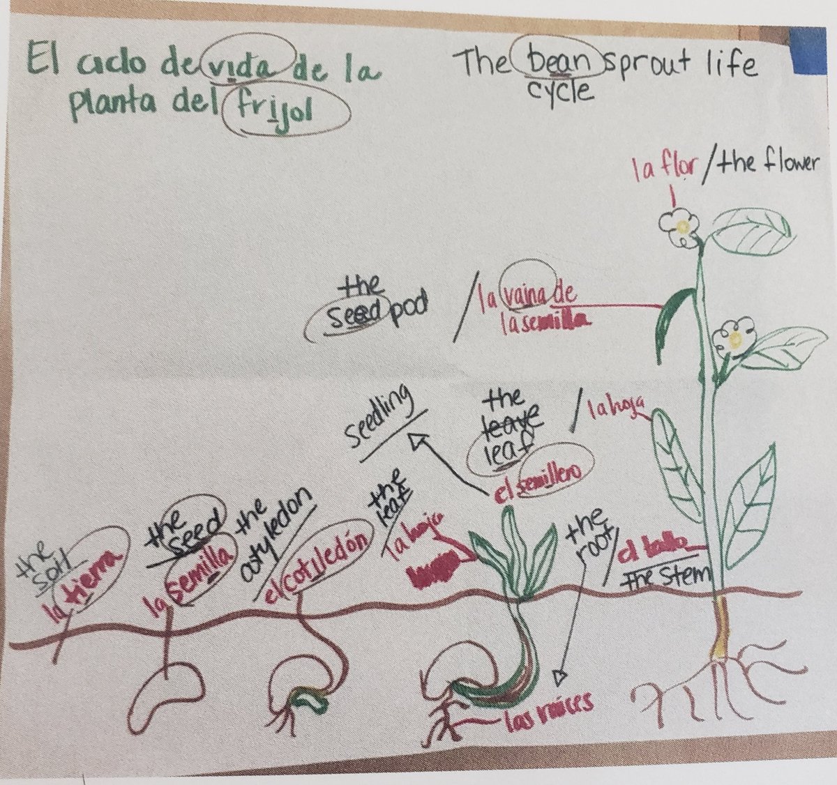 Noemi_Labra's tweet photo. The Transfer Bridge can look different but the words come from the same content or theme. #BISDshines #multilingualiscool #dualiscool #teachingforbiliteracy https://t.co/6ftOayieNM