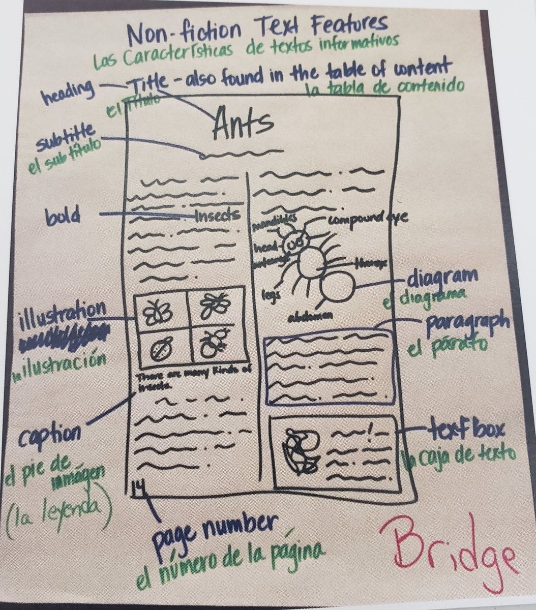 Noemi_Labra's tweet photo. The Transfer Bridge can look different but the words come from the same content or theme. #BISDshines #multilingualiscool #dualiscool #teachingforbiliteracy https://t.co/6ftOayieNM