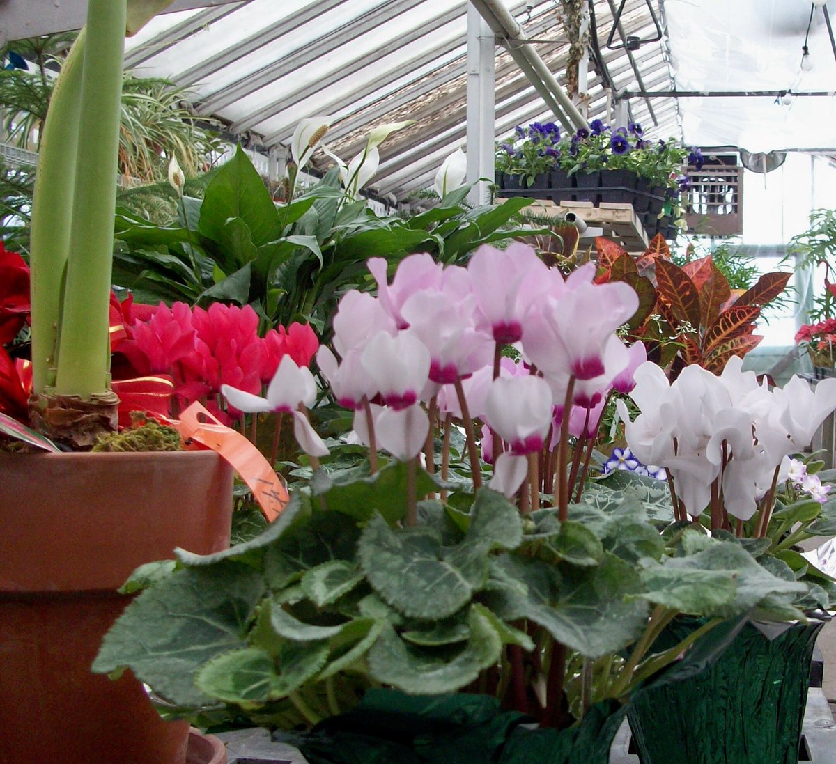 EffingerGarden's tweet photo. Got Cabin fever? Come visit us and warm up in the greenhouses. We are here Tues-Sat. 10 to 4....#effingergarden #38daystilspring https://t.co/ICdphqlOUB