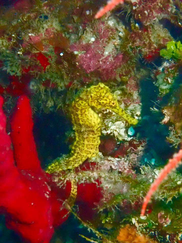 Meet Pedro! - Name and Photo credit to Kathy Geier 🤩

Come dive with us: barefootdivers.com