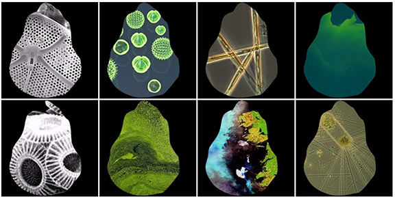 algaesociety's tweet photo. Bloom or Bust by Jennifer Parker is a video of drifting images plucked from the internet reflecting an algal bloom as a rapid increase or accumulation in the population of algae. https://t.co/HrNSkINT7F . #jenniferparker, #ucscopenlab, #algaesociety https://t.co/AsKIcCZiyZ